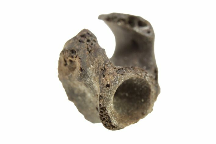 Permian Reptile Fossil Vertebra - Oklahoma #261460